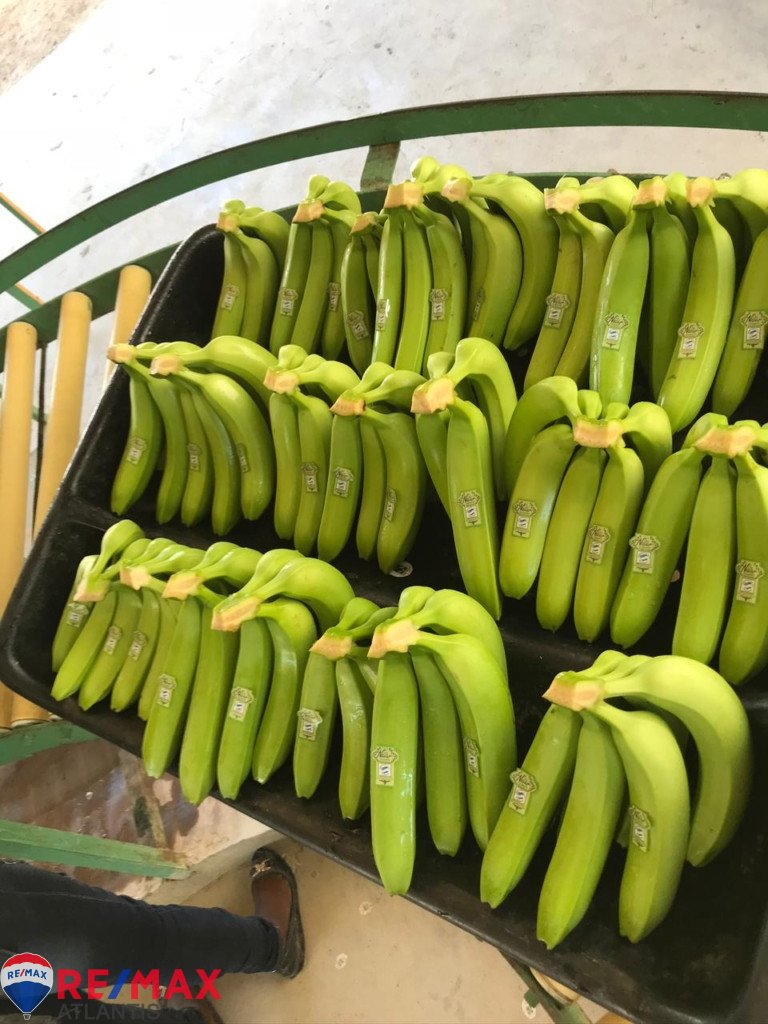 Produktive Bananenfarm in Laguna Salada