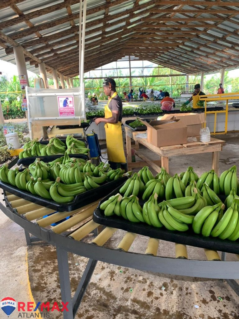 Produktive Bananenfarm in Laguna Salada