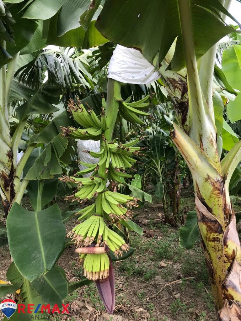 Produktive Bananenfarm in Laguna Salada